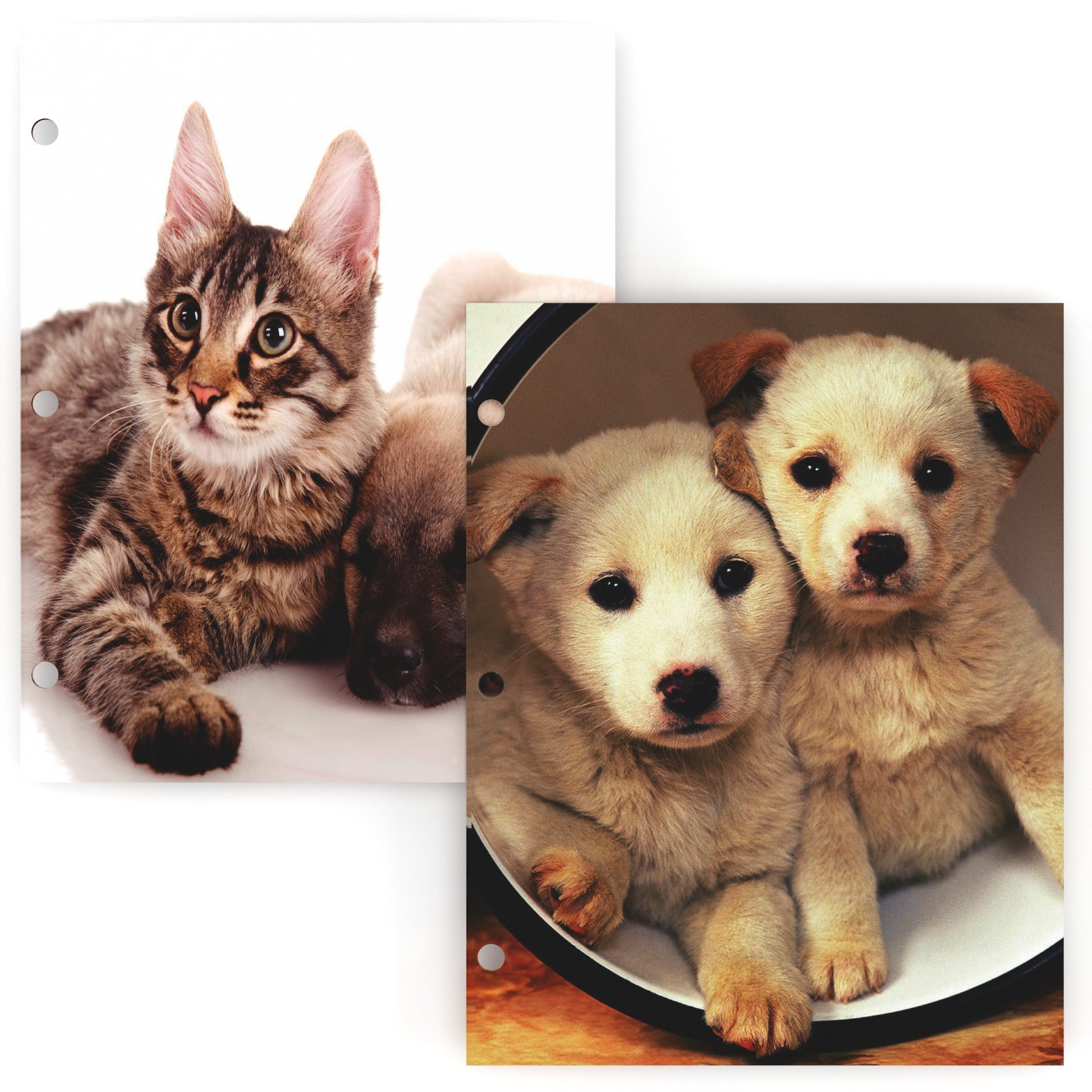 from cat st　10冊 10 Cats – Books of Wonder