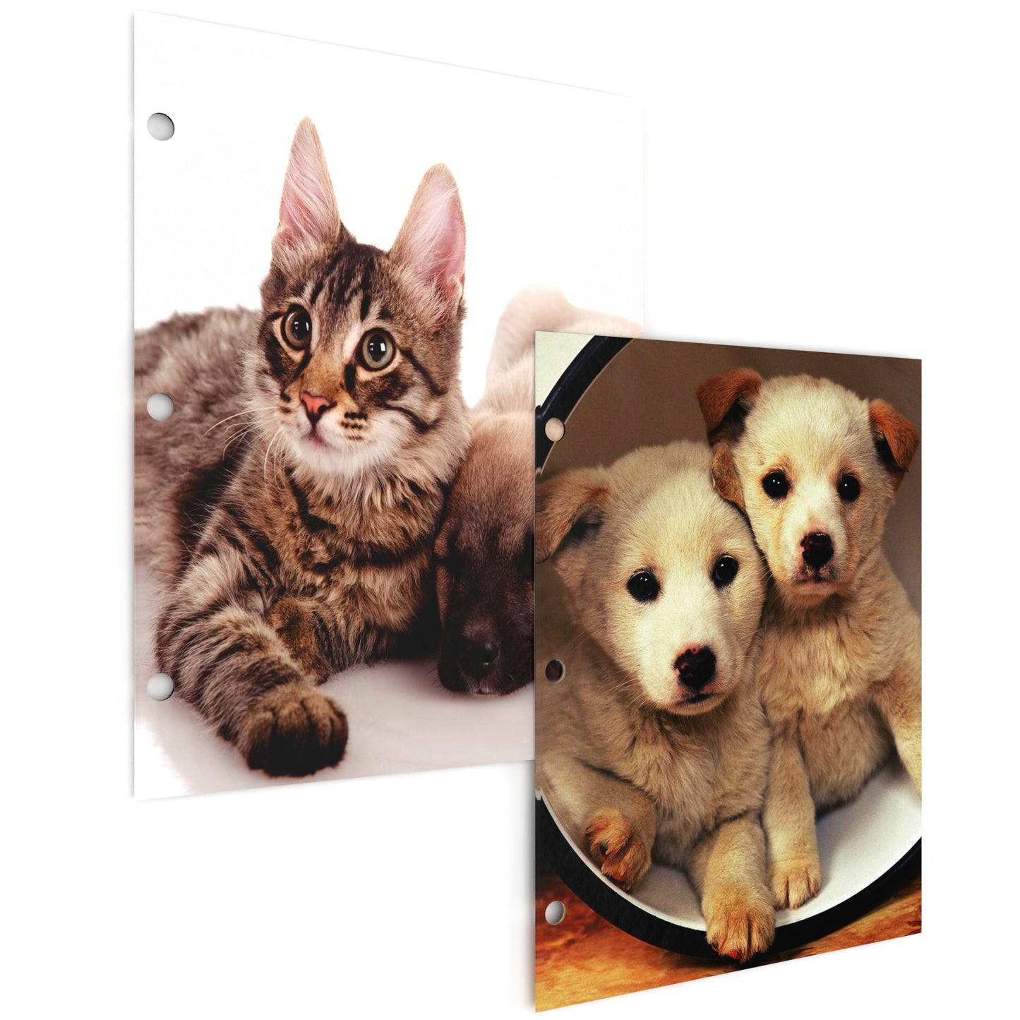 Cats & Dogs Themed Paper Pocket Binder Folders - Pocket Divider, 2-pocket Portfolio With Business Card Slots, Fits Standard 3-Ring Binder